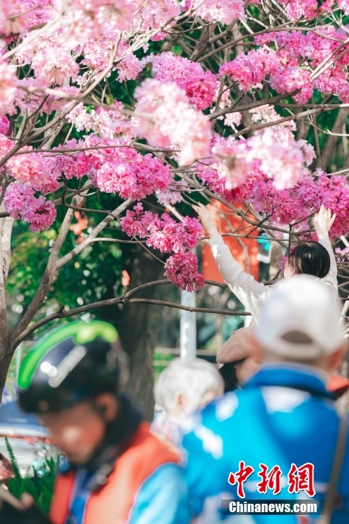 風にそよぐ満開のトランペット・ツリーの花　広東省