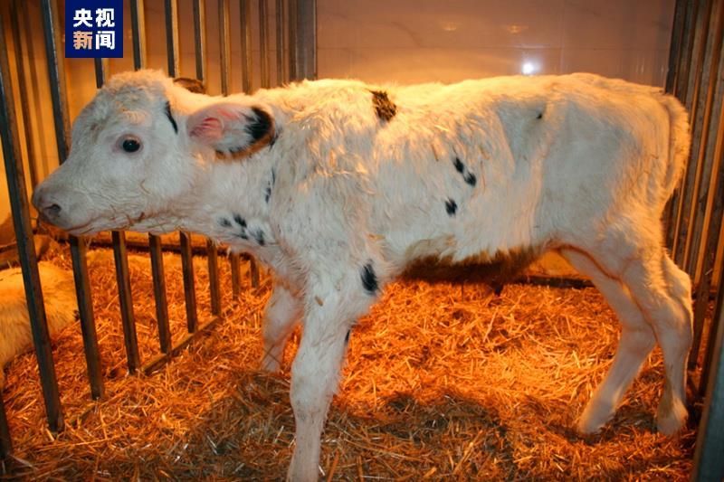 中国初の体細胞クローン優良乳牛が誕生