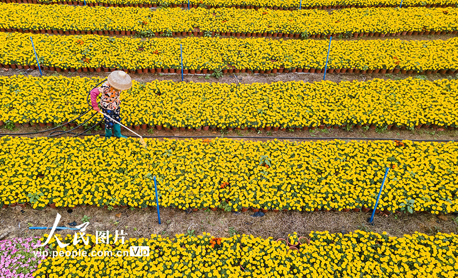 春を迎える大地で花の栽培に勤しむ花農家　海南省
