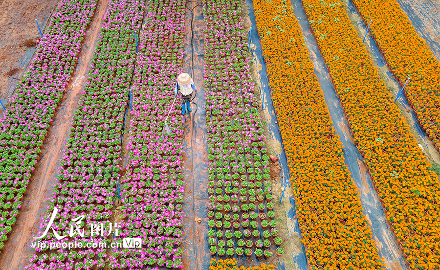 春を迎える大地で花の栽培に勤しむ花農家　海南省