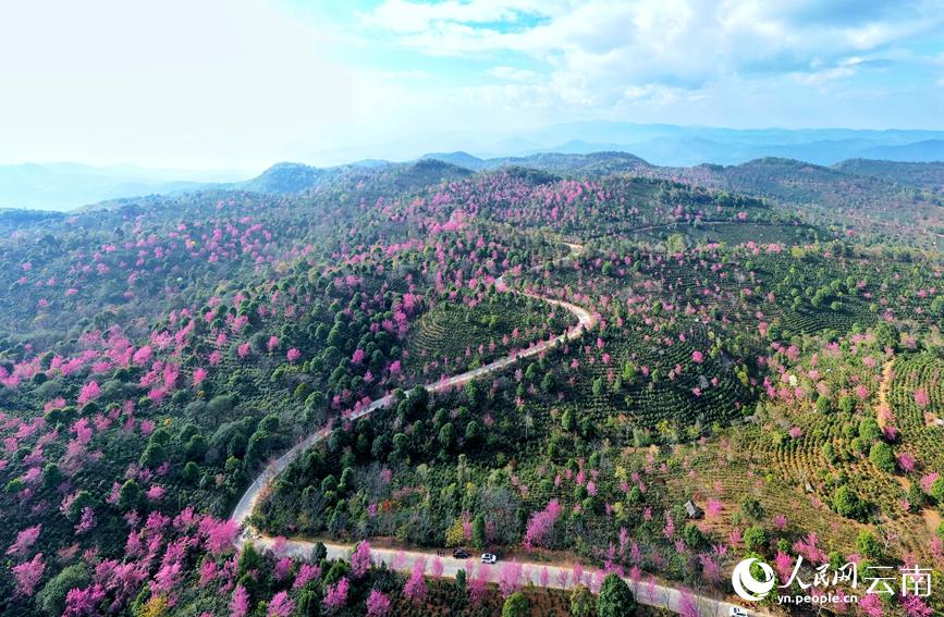 満開迎え一面に咲き誇る景邁山の冬桜　雲南省