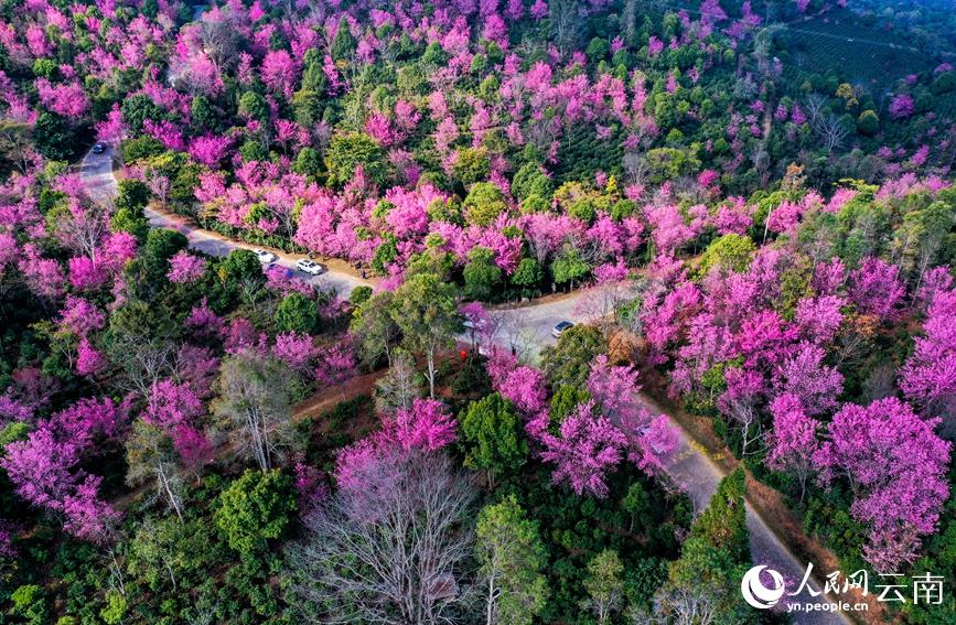 満開迎え一面に咲き誇る景邁山の冬桜　雲南省