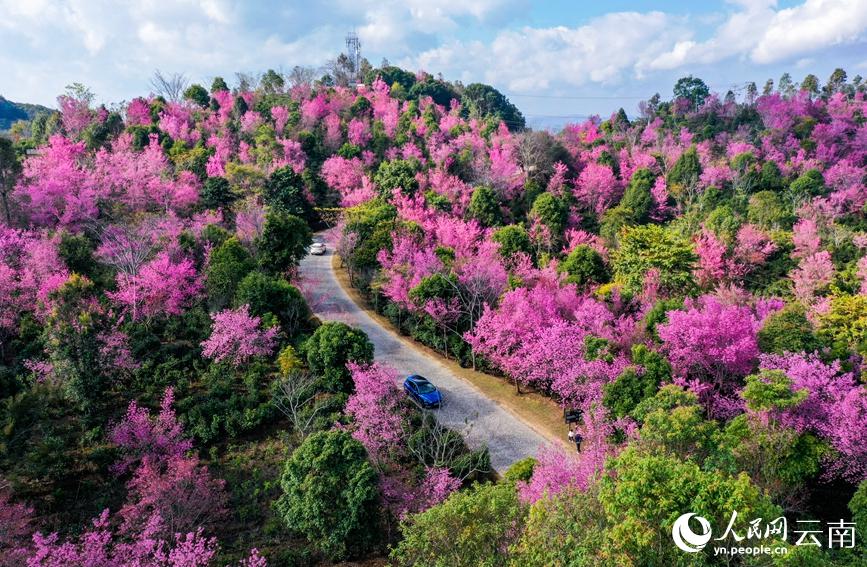 満開迎え一面に咲き誇る景邁山の冬桜　雲南省