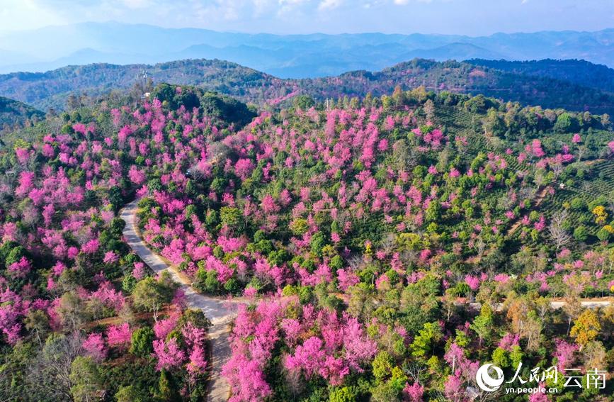 満開迎え一面に咲き誇る景邁山の冬桜　雲南省