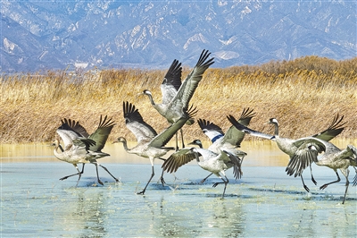 北京延慶野鴨湖湿地保護区は総面積6873ヘクタールで、毎年多くの渡り鳥がここで羽を休め、繁殖・越冬し、渡り鳥の移動の重要な休憩地だ。