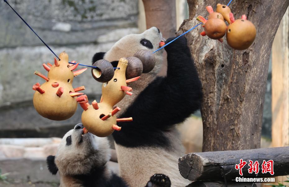 元宵節特別メニューを楽しむパンダ　重慶動物園