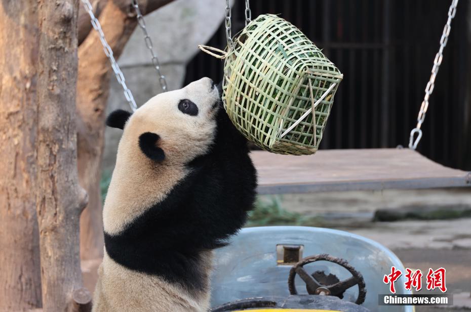 元宵節特別メニューを楽しむパンダ　重慶動物園