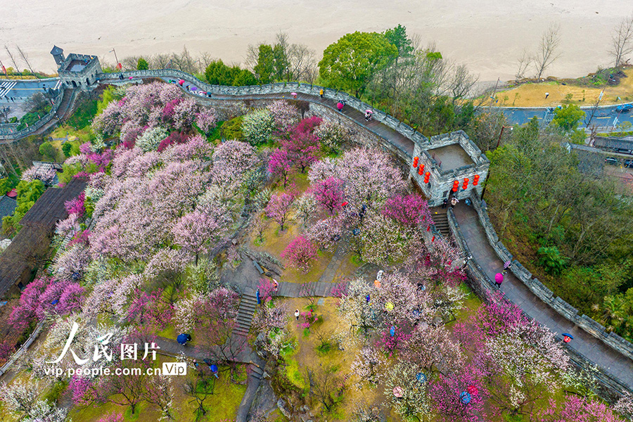 観光客を歓迎する満開の梅の花　浙江省臨海　