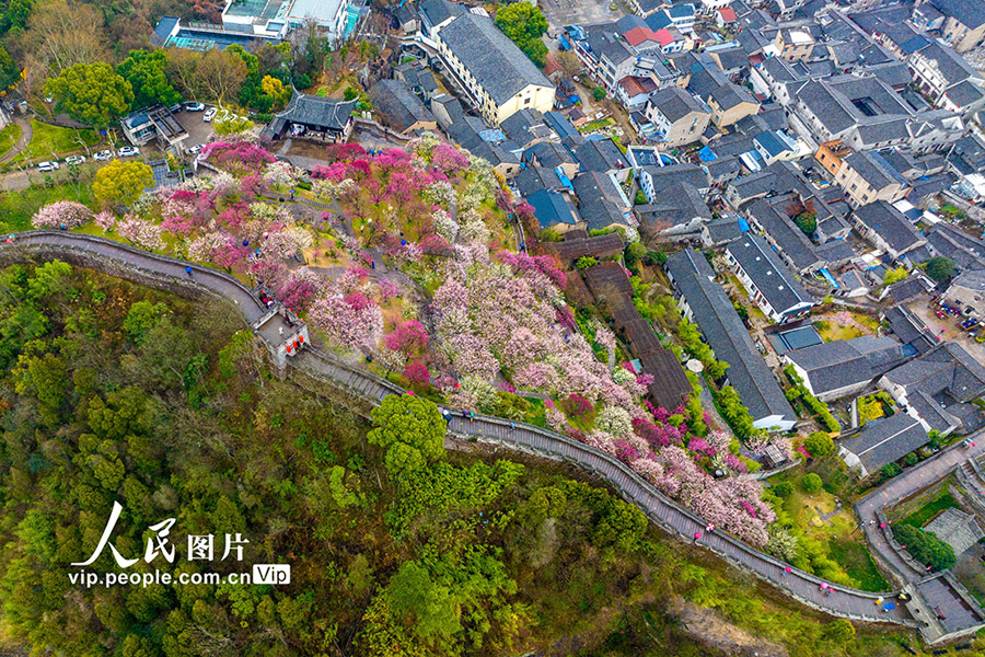 観光客を歓迎する満開の梅の花　浙江省臨海　