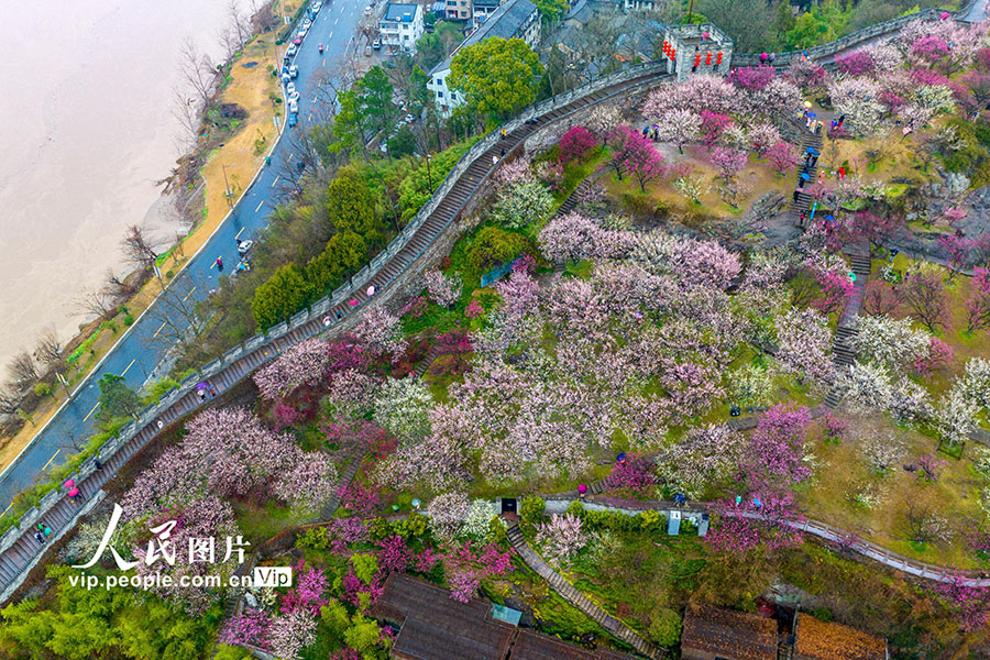 観光客を歓迎する満開の梅の花　浙江省臨海　