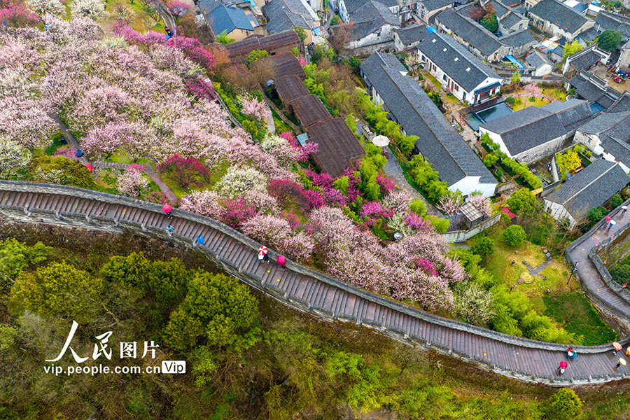 観光客を歓迎する満開の梅の花　浙江省臨海　