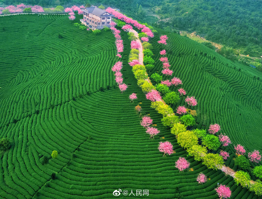 美しいピンクの花をつけた10万本の桜　福建省