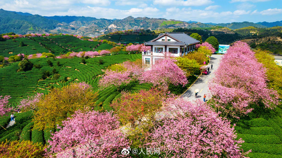 美しいピンクの花をつけた10万本の桜　福建省