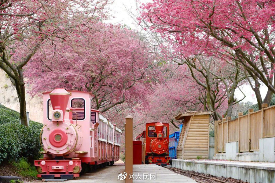 美しいピンクの花をつけた10万本の桜　福建省