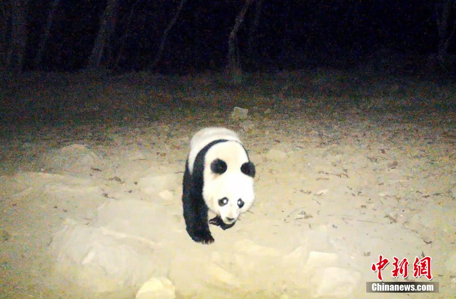 四川省平武で野生のパンダの動画撮影に成功