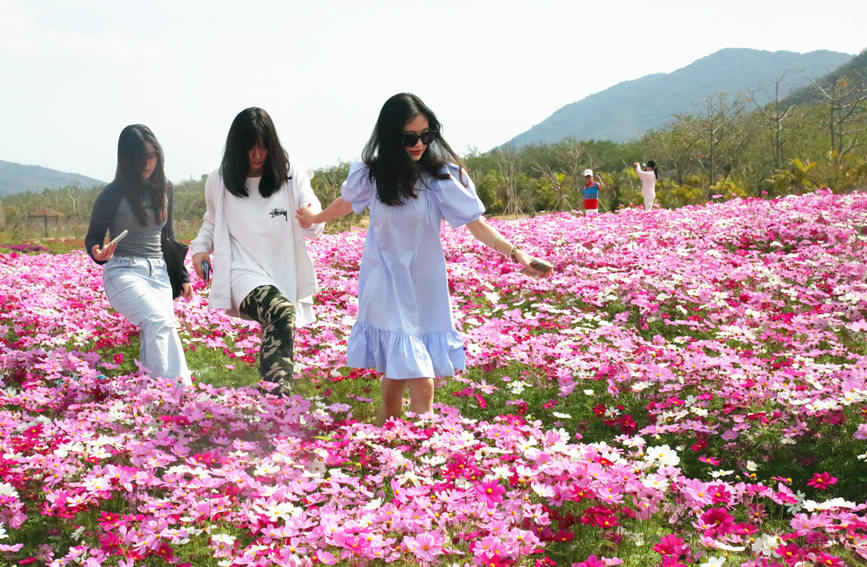 コスモスの花が満開に　海南省昌江
