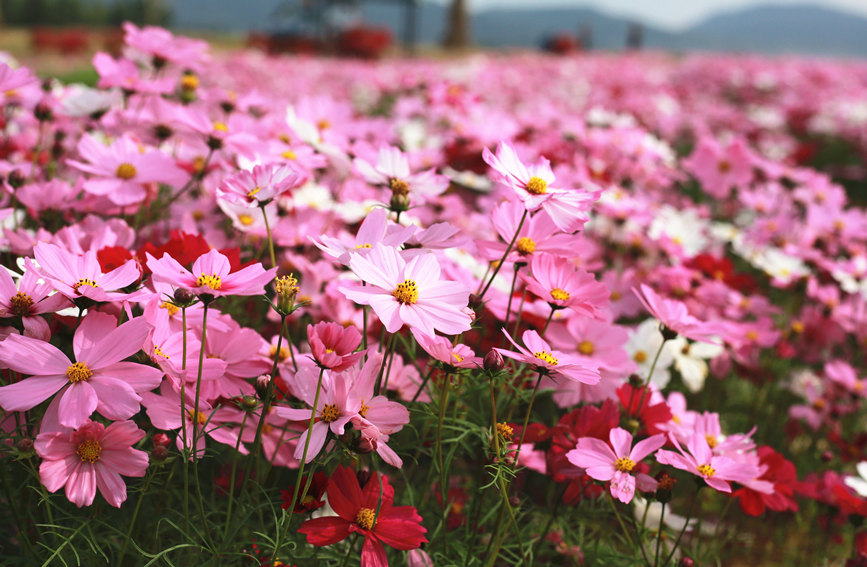 コスモスの花が満開に　海南省昌江