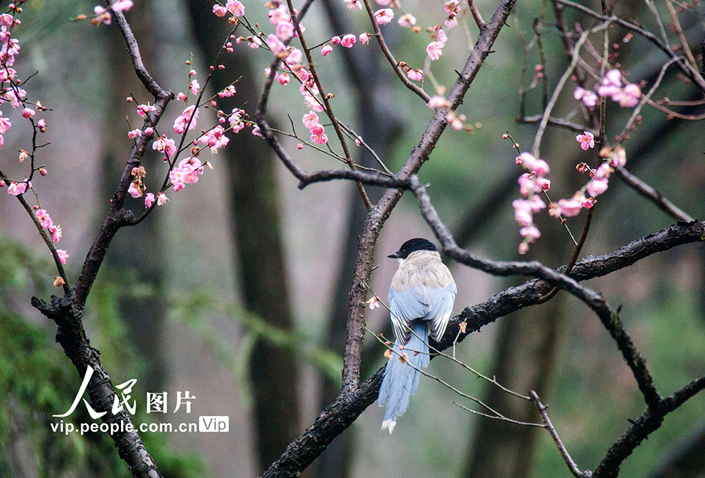 江蘇省南京市にある梅花山景勝地で撮影された鳥（2月13日撮影・孫忠南/写真著作権は人民図片が所有のため転載禁止）。