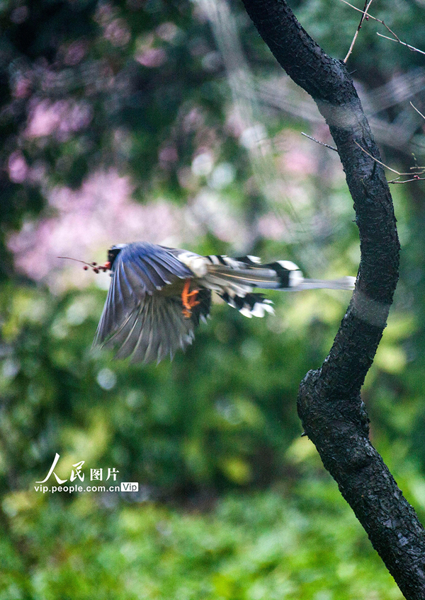 鳥がさえずり花が咲き乱れる春到来　江蘇省南京