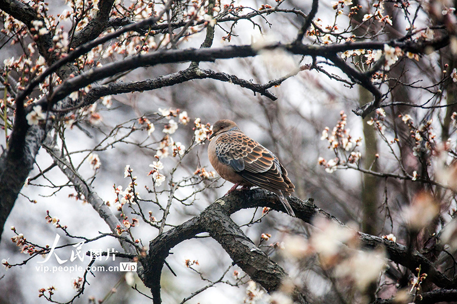 鳥がさえずり花が咲き乱れる春到来　江蘇省南京