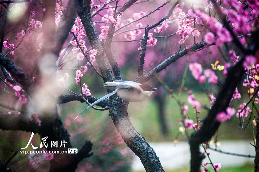 鳥がさえずり花が咲き乱れる春到来　江蘇省南京