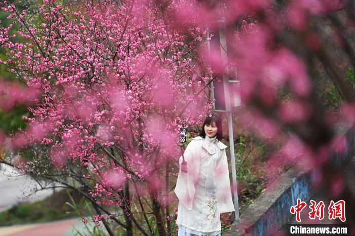梅が開花し、春の香りに包まれる重慶市