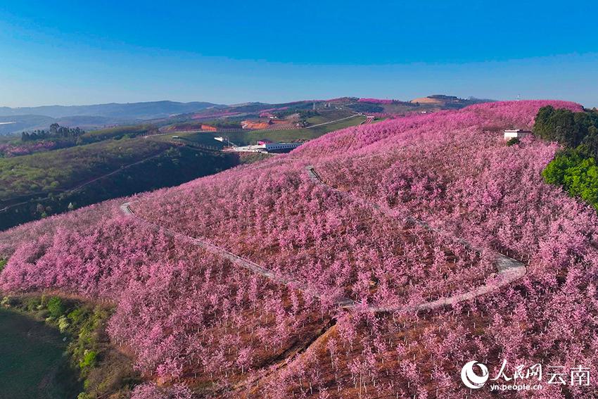 満開を迎えた千株に上る桜の木で覆われた山（撮影・段子東）。