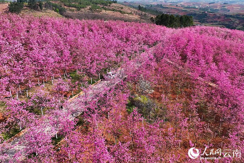 訪れる人々を思わず癒すピンク一色の山　雲南省