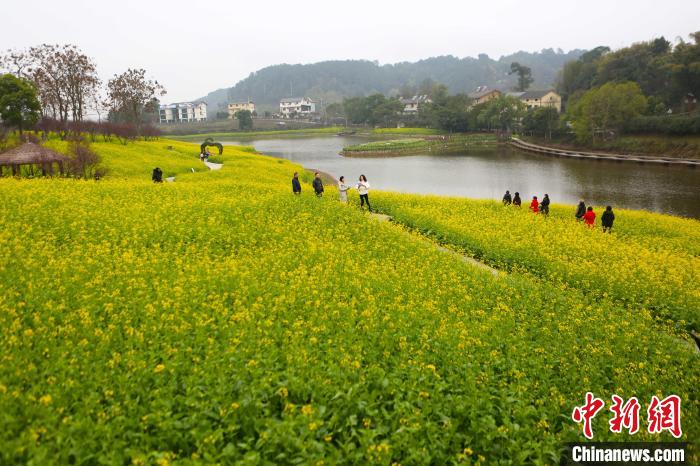 20ヘクタールの菜の花畑が満開に　重慶市巴南