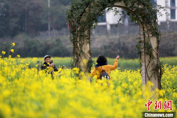 20ヘクタールの菜の花畑が満開に　重慶市巴南