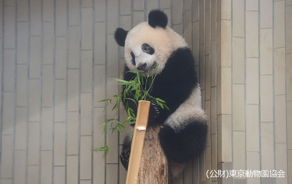2018年7月23日撮影1歳1ヶ月の頃からしっかり竹が食べられるようになった。