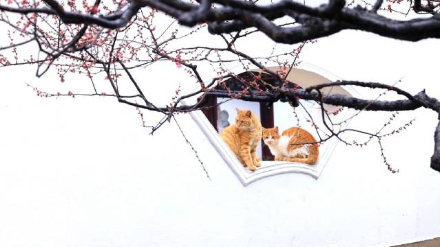 白壁に映える紅梅にトラ猫2匹の「癒し」風景　江蘇省南京