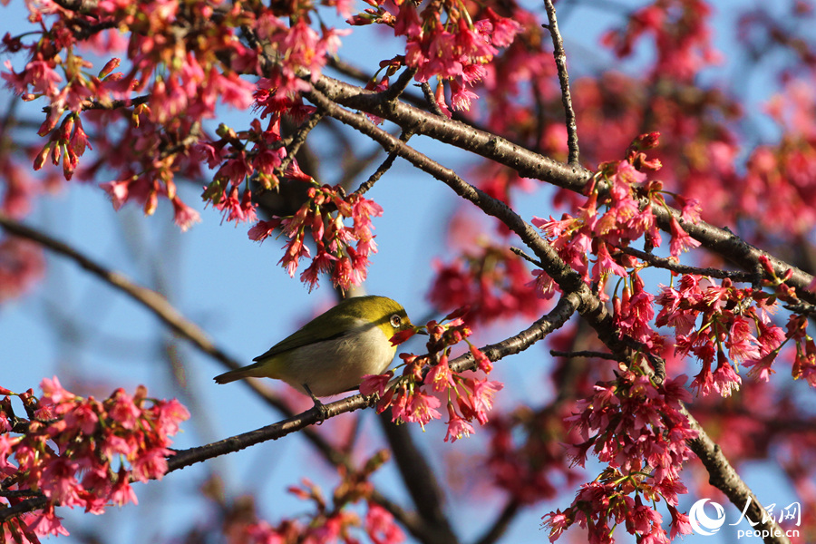 満開の桜と鳥のさえずる春の日を満喫　福建省厦門