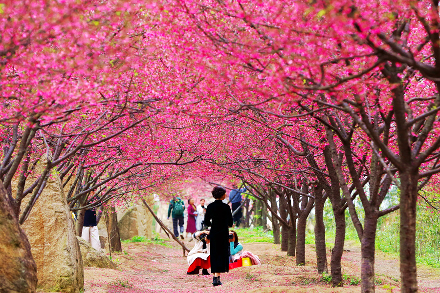 福建省厦門市海滄区鰲冠村で満開を迎えた桜（撮影・許建勲）。