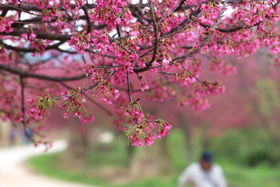 満開の桜と鳥のさえずる春の日を満喫　福建省厦門