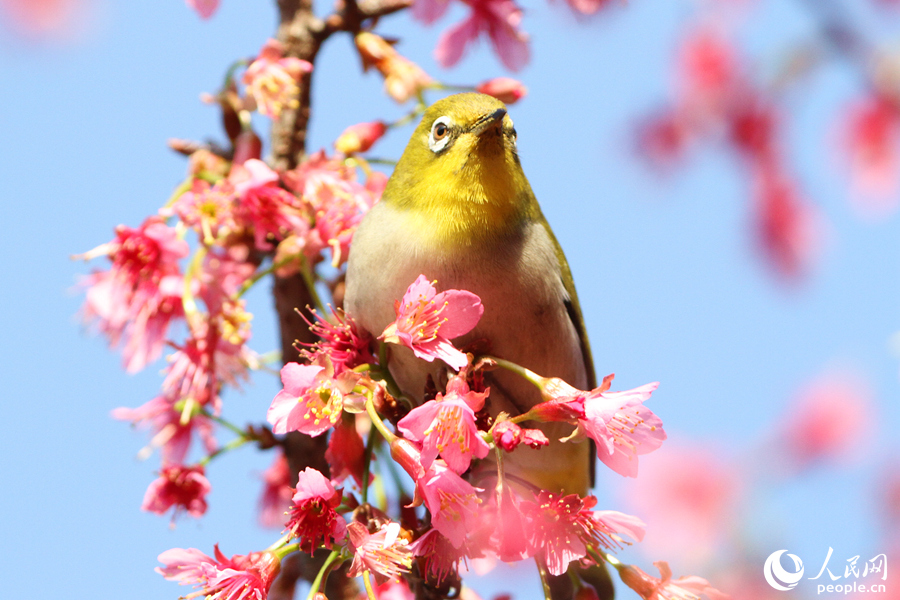 満開の桜と鳥のさえずる春の日を満喫　福建省厦門