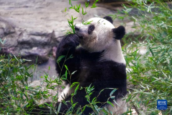 上野動物園のパンダ「シャンシャン」が21日に中国返還 別れ惜しむ 