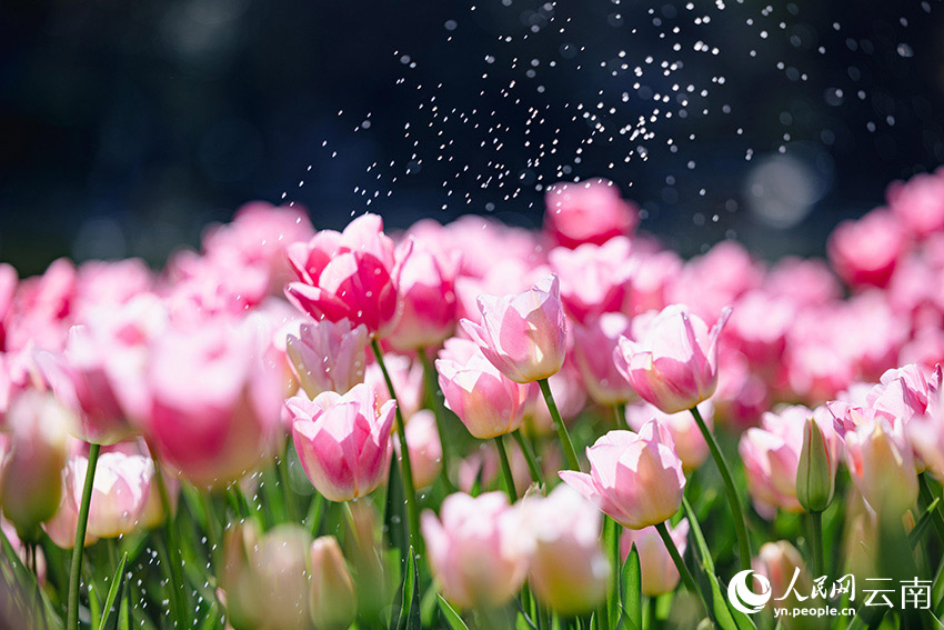 雲南省昆明市の翠湖公園で、春の到来を告げる満開のチューリップ（撮影・蔡樹菁）。