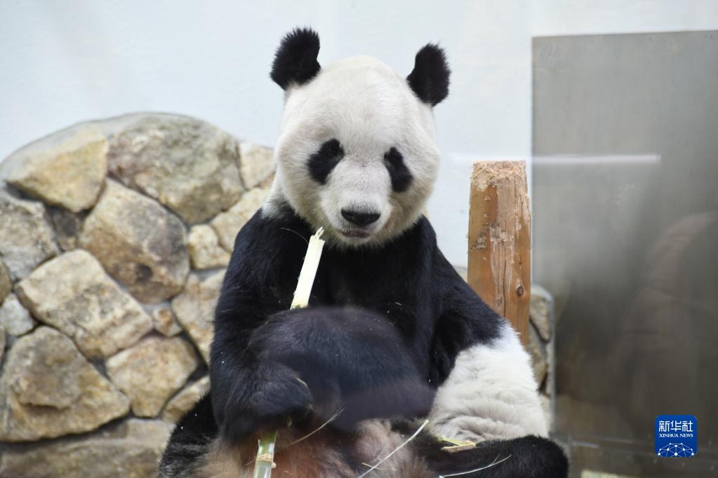 中国に返還される3頭のパンダとの別れを惜しむ日本のファン