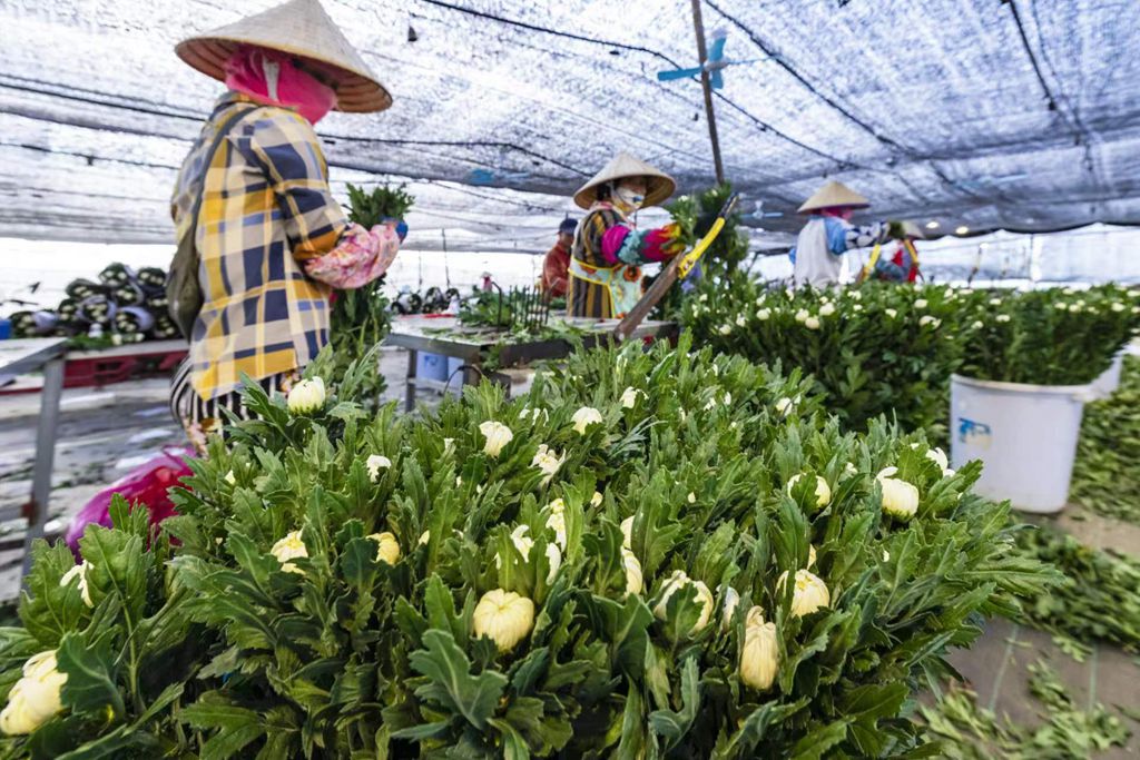 農村を美しく飾り、花農家に豊かさもたらす菊の花　海南省楽東