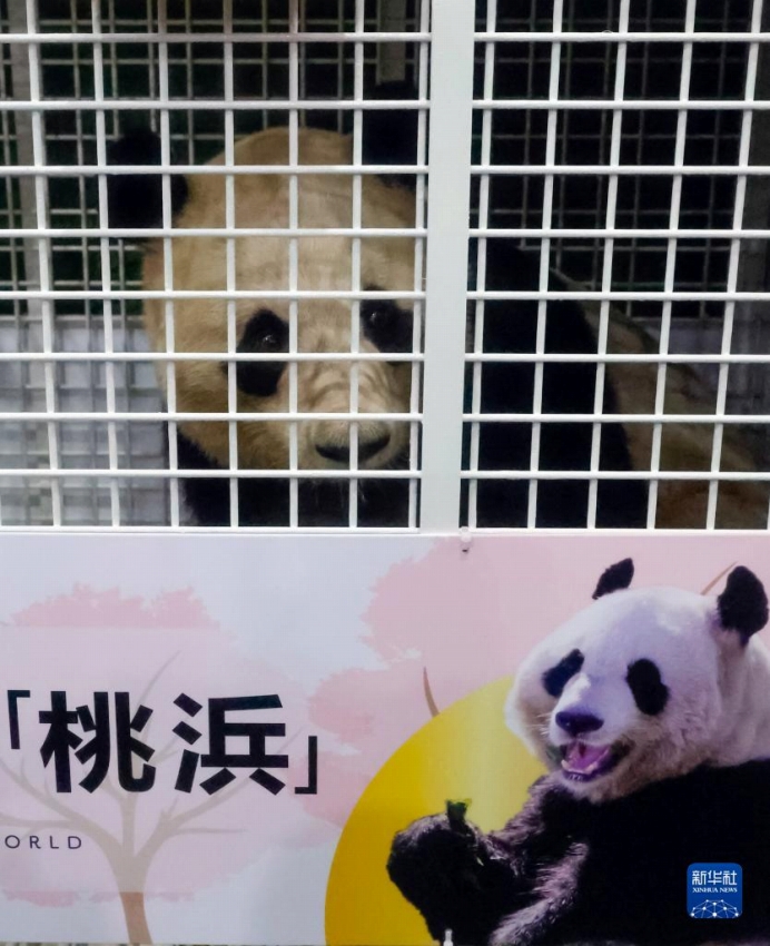 パンダの「永明」も中国に無事帰国　30歳の高齢で16頭の父親