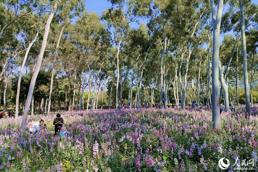 福建省厦門市にある忠崙公園で撮影されたストックの花畑（撮影・陳博）。