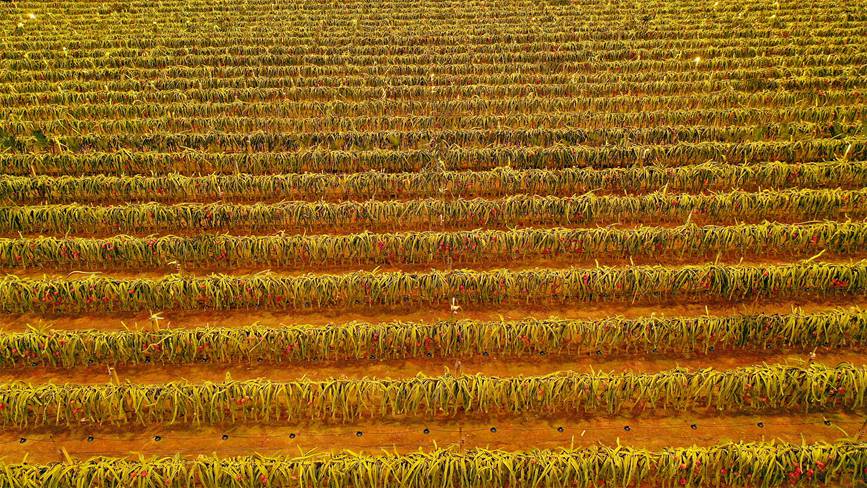 ドラゴンフルーツ栽培拠点で「農村振興の未来」を照らすライト　海南省定安