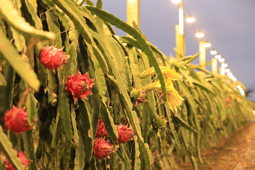 ドラゴンフルーツ栽培拠点で「農村振興の未来」を照らすライト　海南省定安