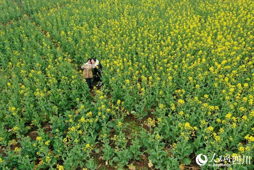 美しい田園風景と満開の花が市民や観光客を魅了　四川省広安