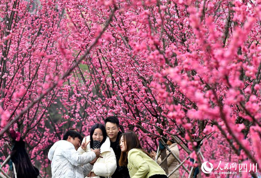 美しい田園風景と満開の花が市民や観光客を魅了　四川省広安