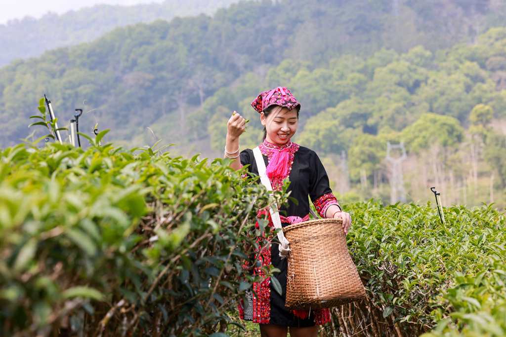 春茶がほのかに香る季節に　茶摘みの繁忙期迎えた海南省五指山
