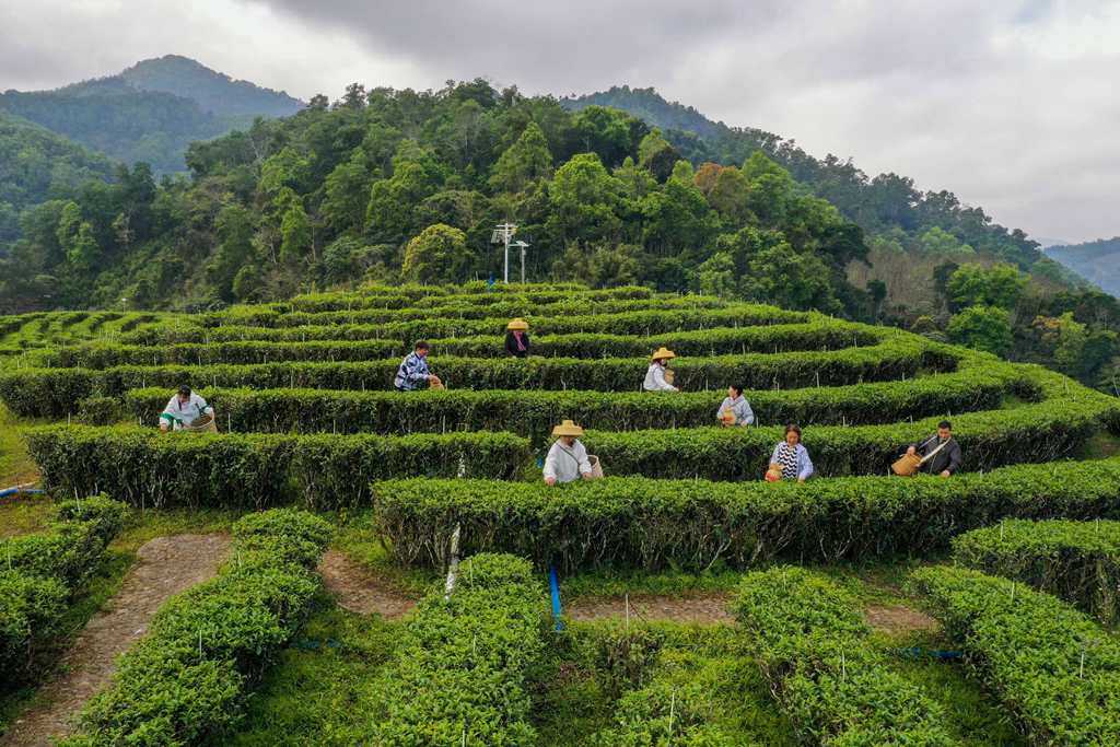 春茶がほのかに香る季節に　茶摘みの繁忙期迎えた海南省五指山