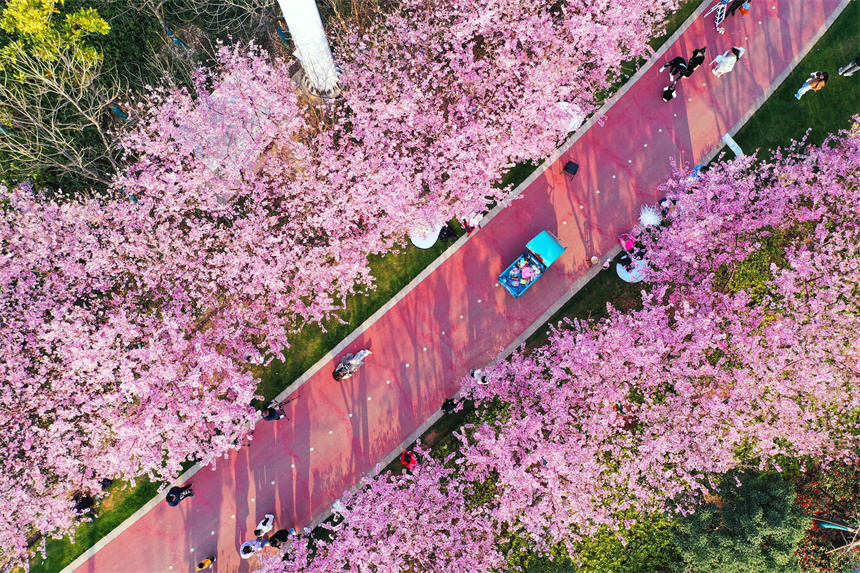 桜が見頃を迎えた江西省贛州市蓉江新区の濱江公園（撮影・甘倩茜）。