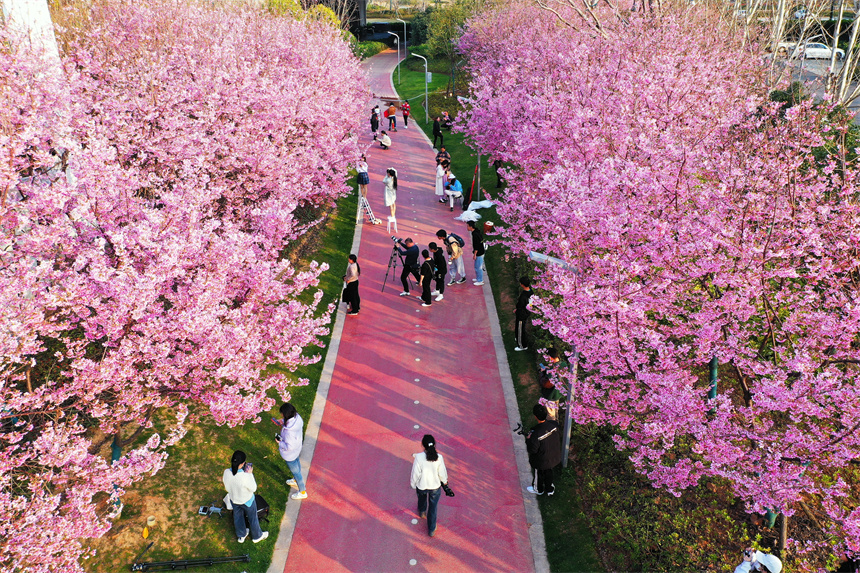 観光客を魅了する満開の桜　江西省贛州市蓉江新区